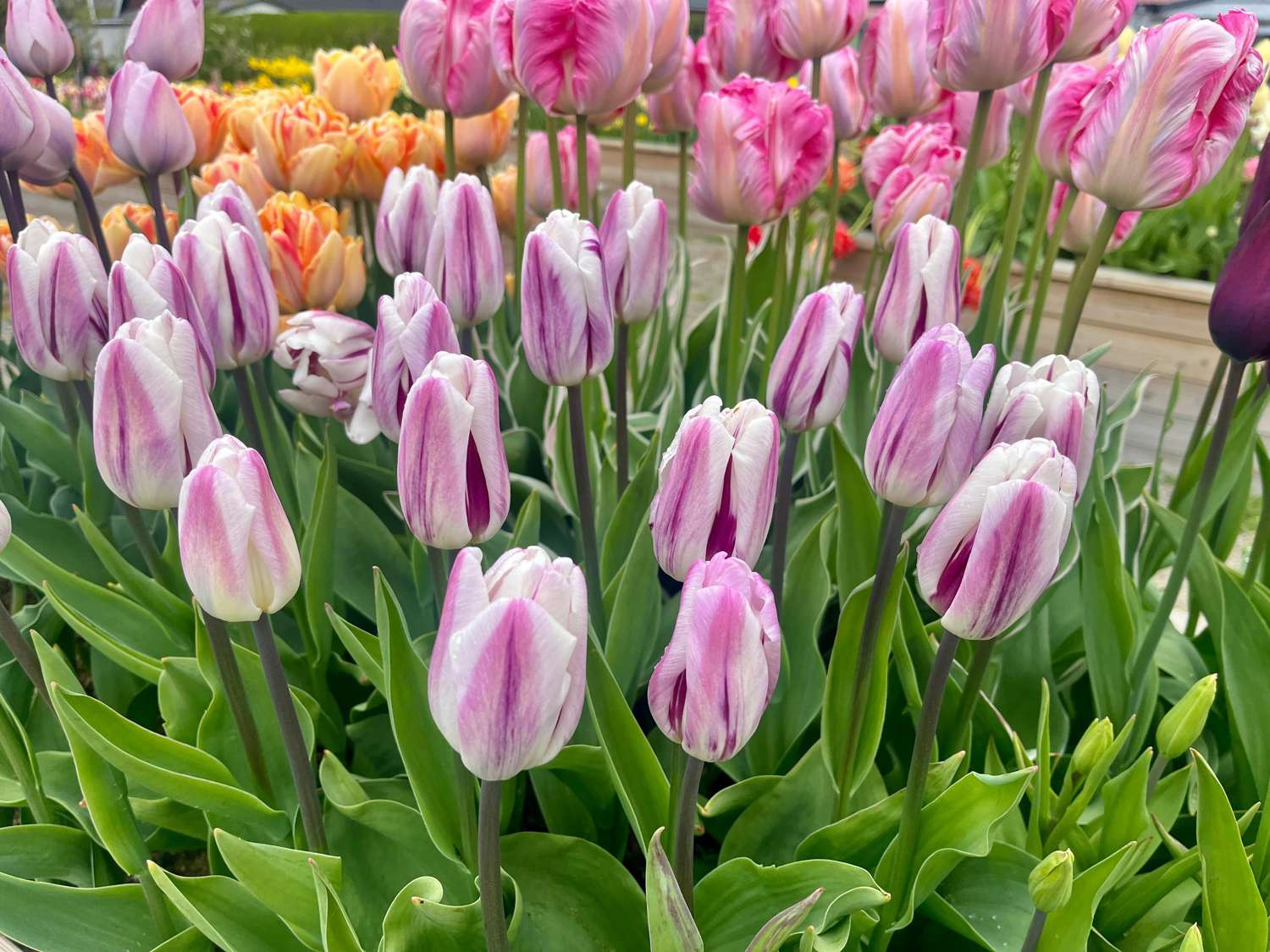 Tulppaani 'Flaming Flag'